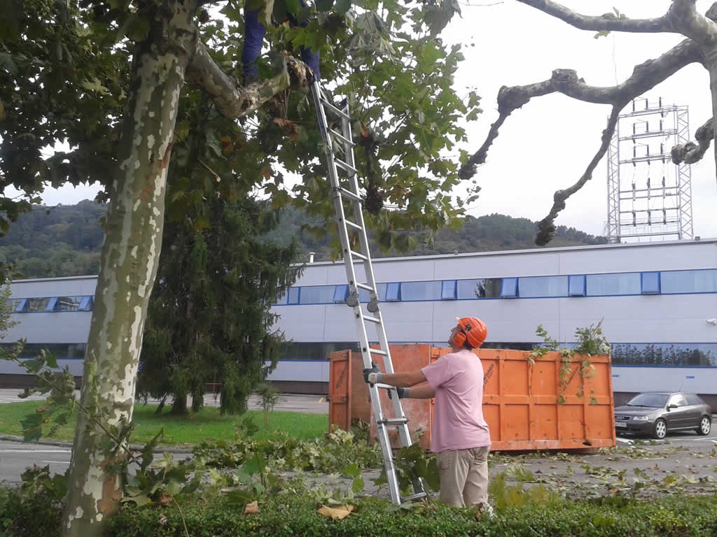 Poda de plataneros en TESA, Irún