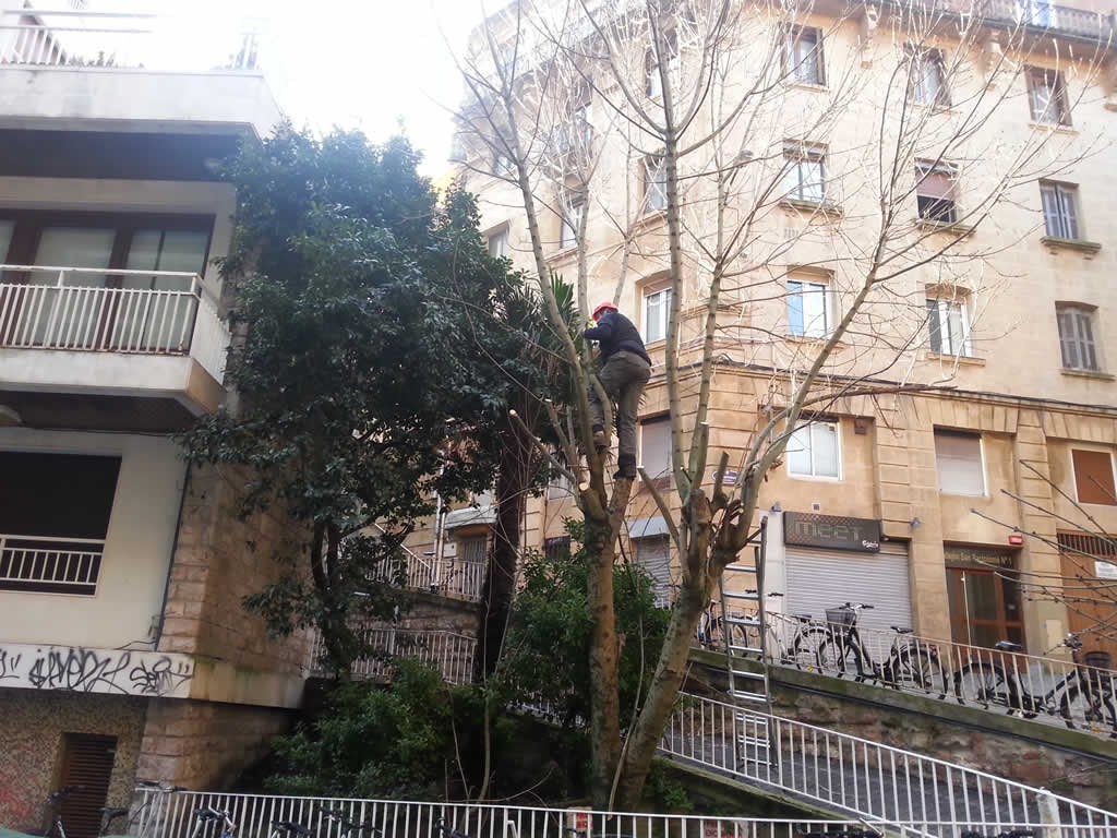 Poda de arbol y palmera – Donostia centro