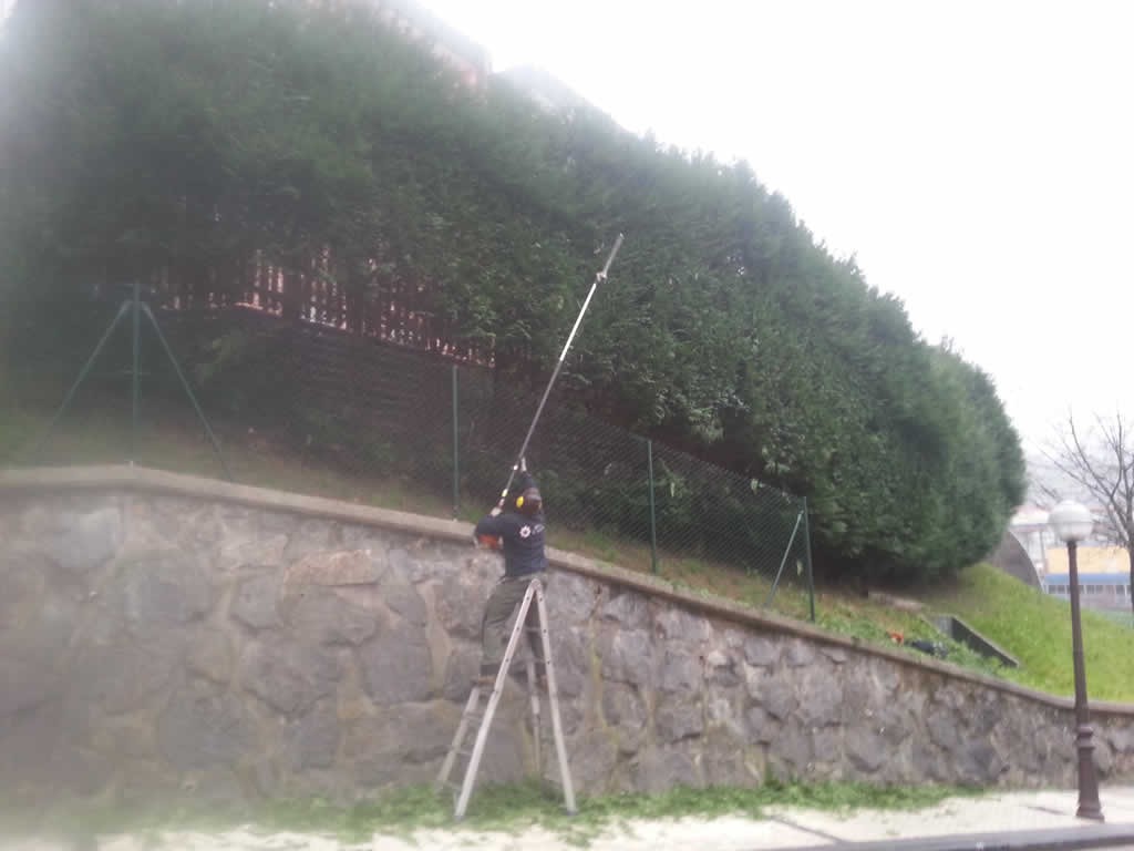 Poda de setos. Lasarte Oria, Gipuzkoa