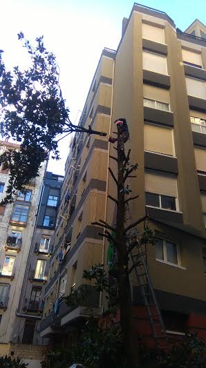 PODA EN ANTIGUO DONOSTIA