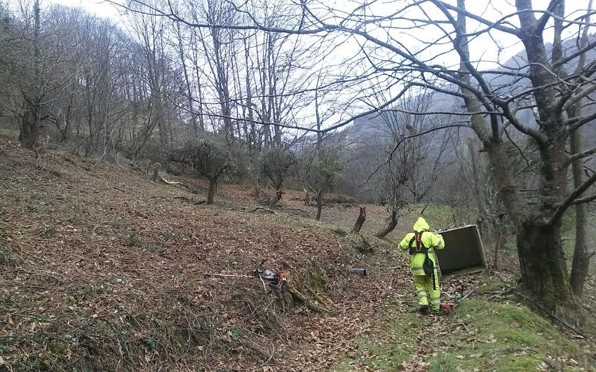 Desbrozea eta mendi garbiketa.Arano.