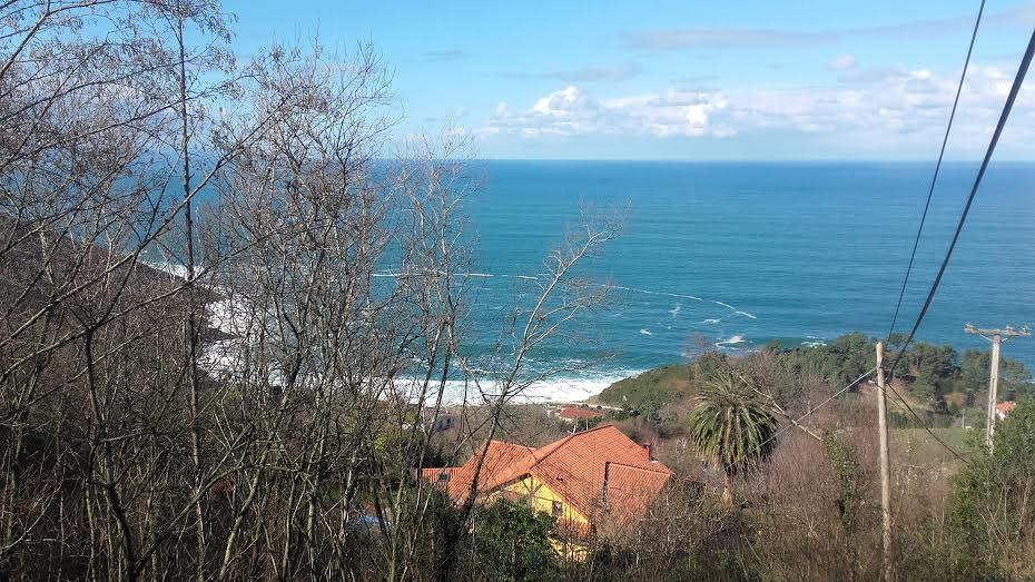Poda de seto pittosforum y limpieza en Igeldo,Donostia.
