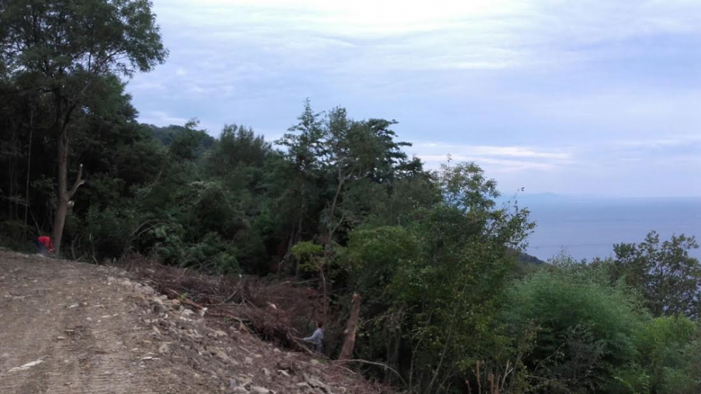 Poda en altura,talas y limpieza en Igeldo,Gipuzkoa