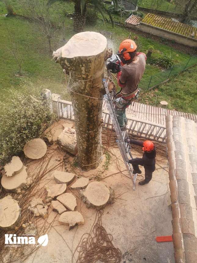 Setu ebaketa eta arbol kimatzea /Poda de seto y arboles en Oiartzun