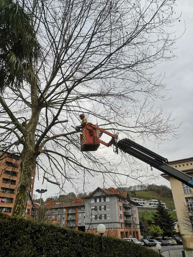 Arbol talatze eta kimaketak / Poda y tala de arboles en Hernani