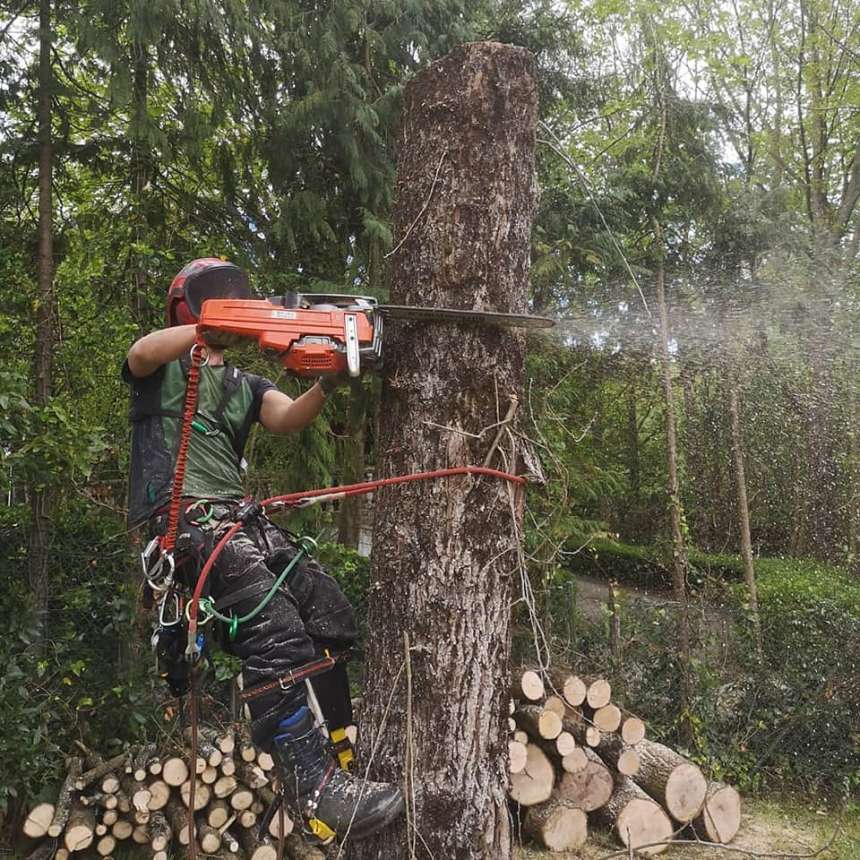 Tala de arboles secos en Donostia / Arbol lehorren talatzea.