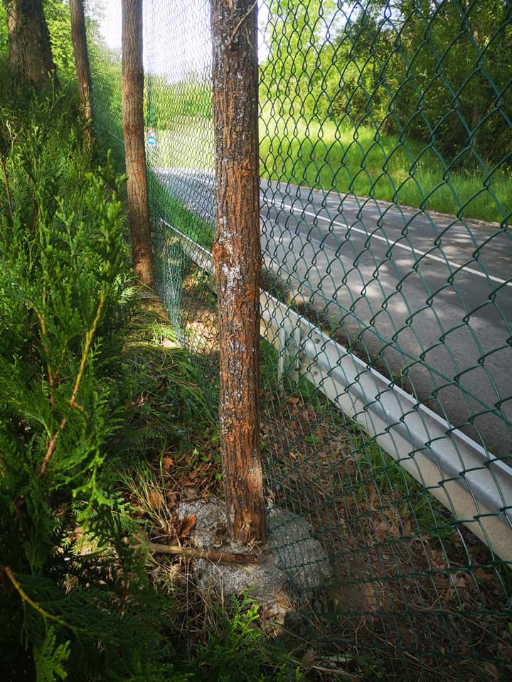 Plantacion y colocación de cercado en Hondarribia / Itxitura eta landaketa.