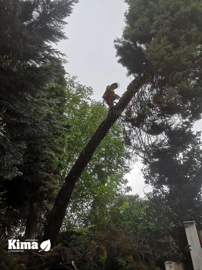 Arbol talatzea / Tala de arbol en Hendaia.