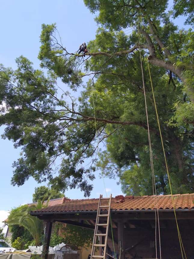 Arbol talatzea / Tala de arbol en Hendaia