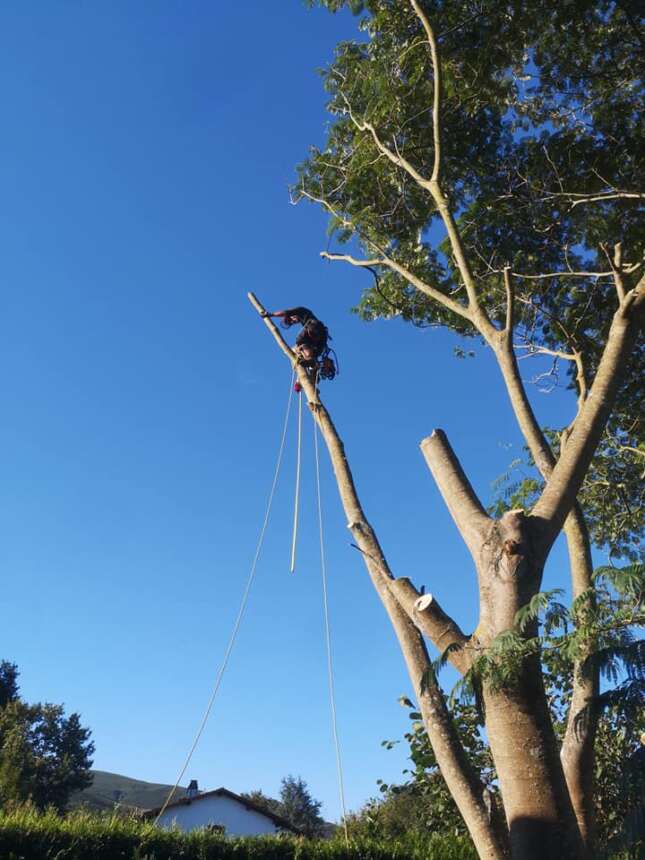 Kimaketak altueran eta talaketak / Poda en altura y tala de árboles en Iparralde,Gipuzkoa y Bizkaia.