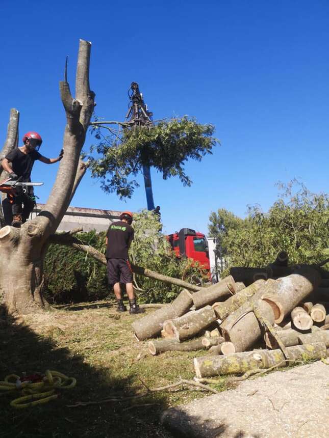 Tala de acacia de Constantinopla en Urruña