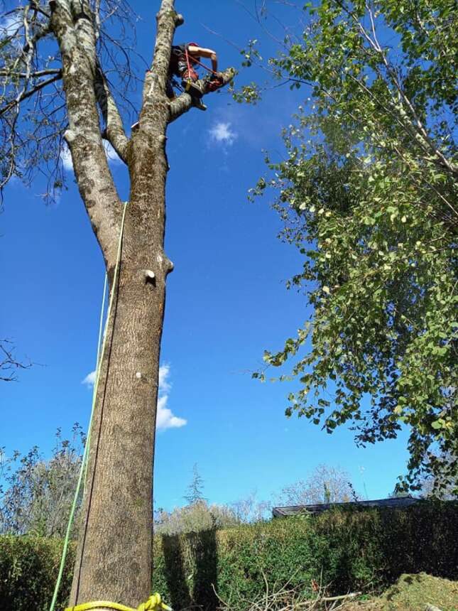 Kimaketak altueran / Poda en altura en Hondarribia