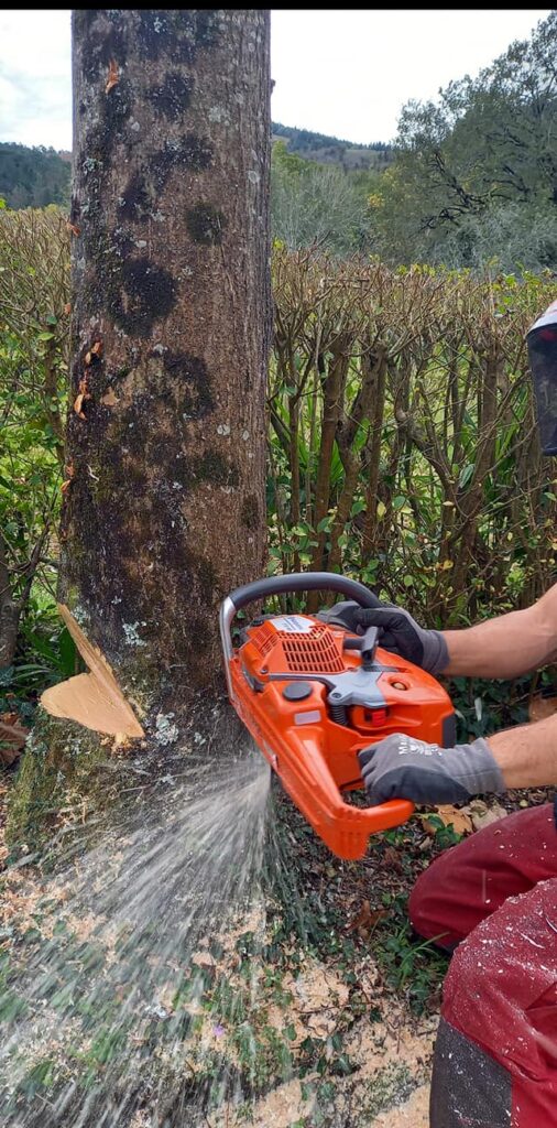 Tala eta kimaketa Errenterian / Poda y derribo de árboles en Don Bosco