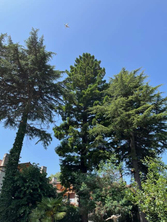 Piñu talatzea eta sequoien  kimaketa / Poda y tala de árboles en Hondarribia